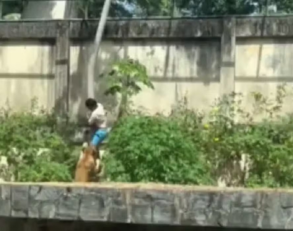 Homem morre ao invadir jaula de leoa em zoológico de João Pessoa (PB)