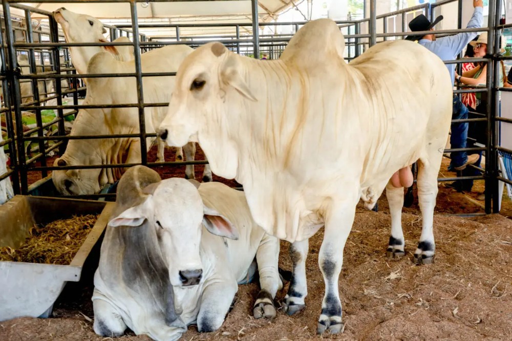 Governo de Rondônia reduz ICMS do gado para fortalecer cadeia da carne e ampliar competitividade do setor