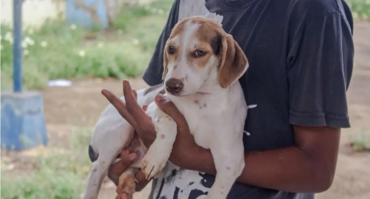 Deputada Cláudia de Jesus destina R$ 100 mil para castração de cães e gatos em Cerejeiras